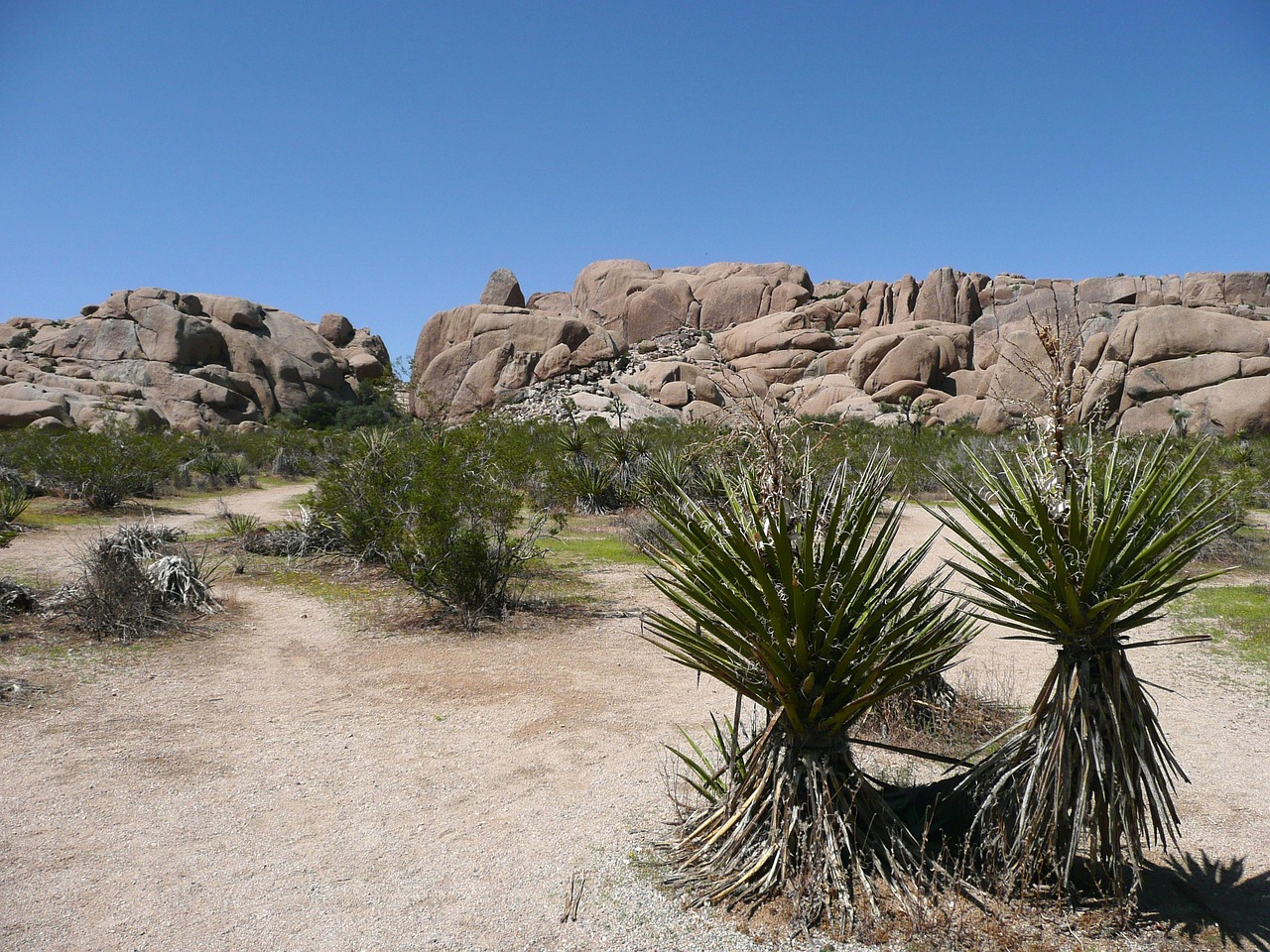 The Hidden Wonders of the United States’ Joshua Tree National Park